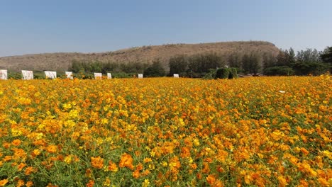 Hermosos-Campos-De-Flores-De-Cosmos-Naranja-En-Plena-Floración-En-Tailandia