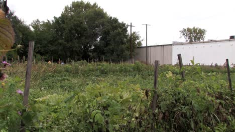 Urban-Gardening-In-Detroit,-USA