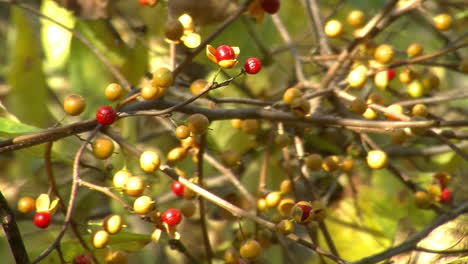 sunlight glimmers on the berries of a bittersweet vine