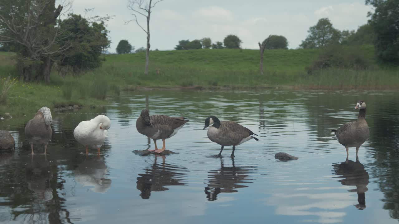 cinco gansos juntos sobre rocas acicalándose en el río, plano medio