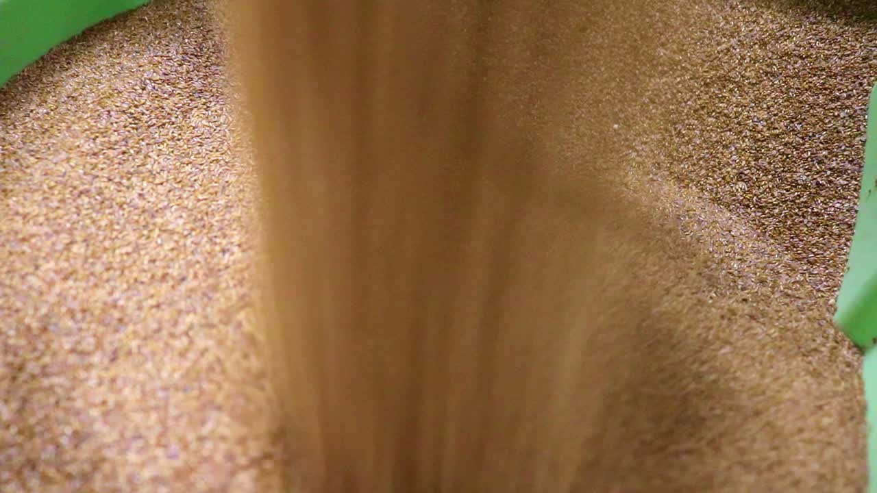 덮개작물을 위한 질경이 종자는 침식, 토양 비옥도, 잡초 및 해충을 관리합니다.