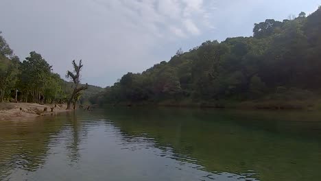 river shore covered with dense green forest at morning