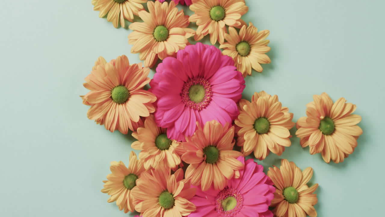 Vídeo de flores laranja e rosa com espaço para texto em fundo verde