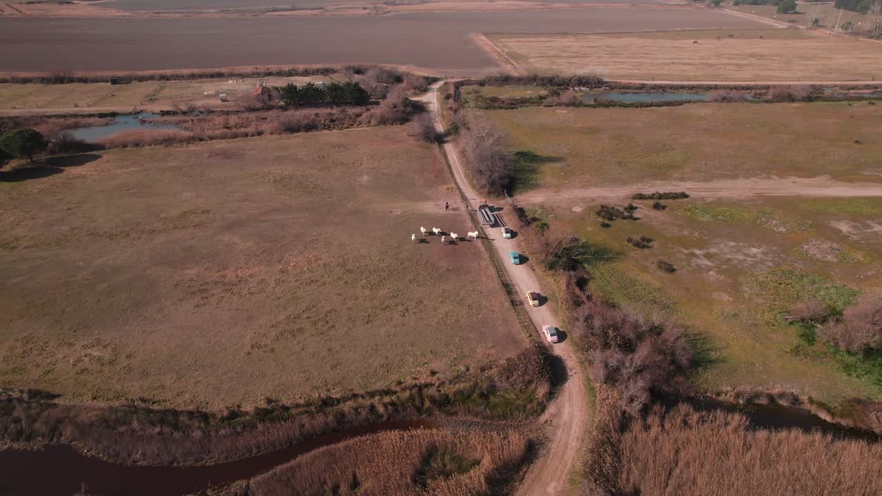 Tourists Explore Camargue's Paths in 2CVs, Encounter a Tractor Blockade Amidst Horse-Filled Fields