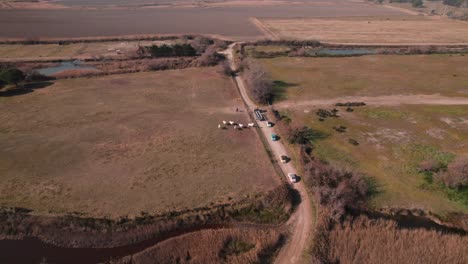 Tourists-Explore-Camargue's-Paths-in-2CVs,-Encounter-a-Tractor-Blockade-Amidst-Horse-Filled-Fields