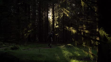 un excursionista caminando por un bosque de pinos sombrío con rayos de luz que atraviesan las ramas