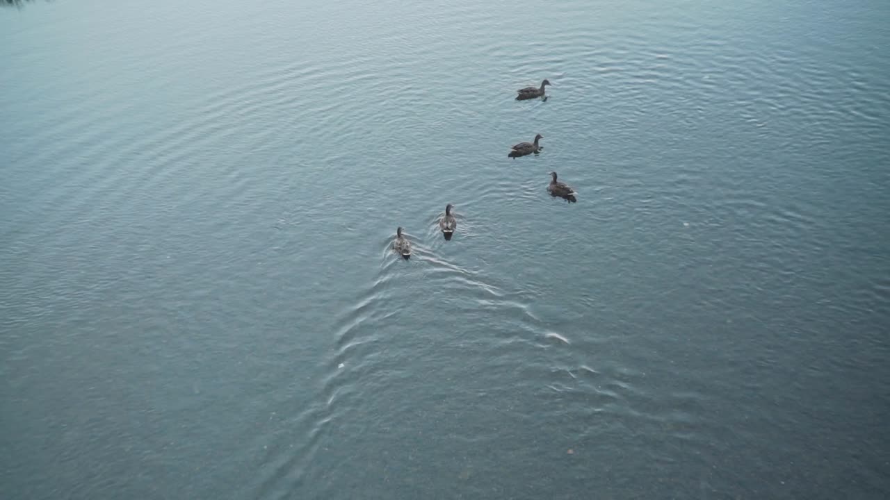 cinco patos nadando en las aguas cristalinas y poco profundas del río kamogawa en kyoto, japón