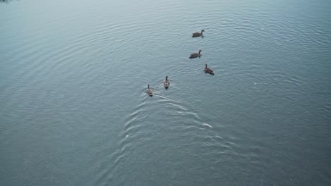 five mallard ducks swimming on the shallow crystal clear water of kamogawa river in kyoto, japan