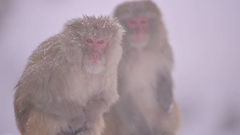 couple of rhesus macaque monkey a wild monkeyin snow fall