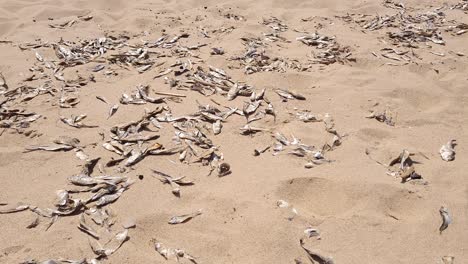 alewives dead and washed up on shore of lake michigan