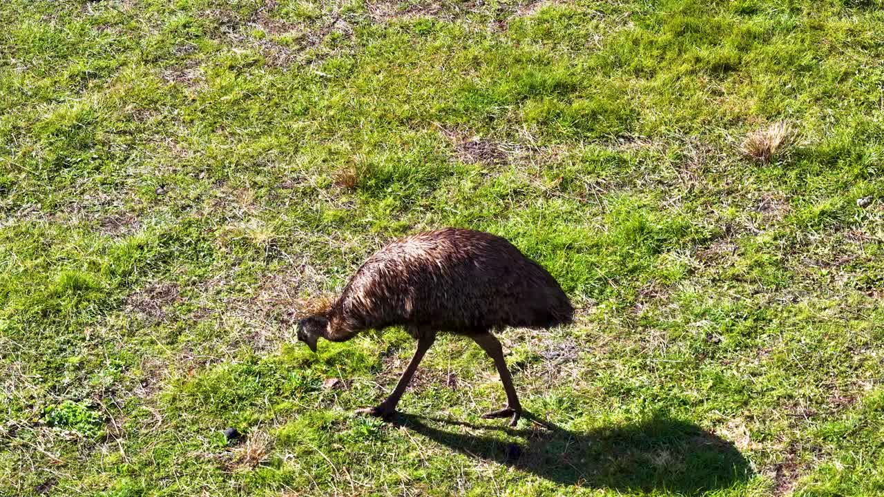 An emu moves steadily across a sunlit grassy area, captured from above with a drone. Natural lighting and wide aerial perspective highlight the bird’s movement