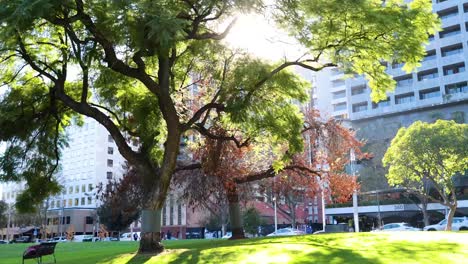 sunlight filtering through trees in urban park