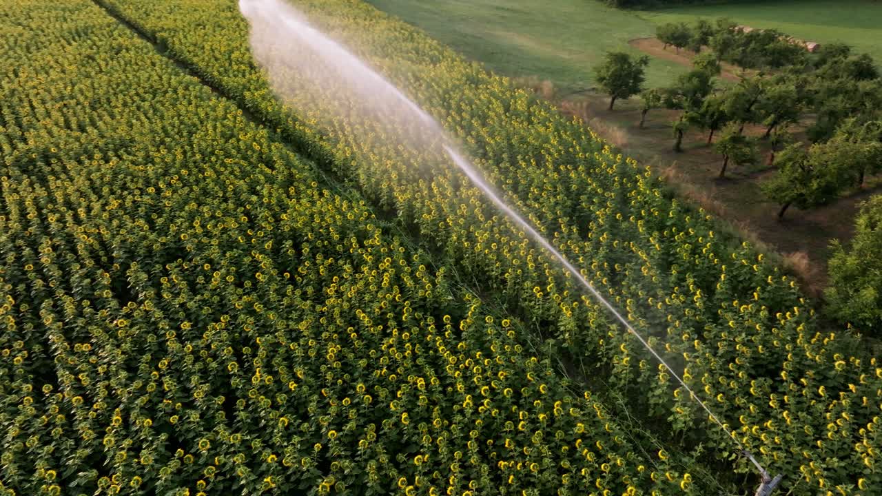 vista de arriba del sistema de riego activo en un gran campo de girasoles en la región de la dordogne, francia, vista aérea