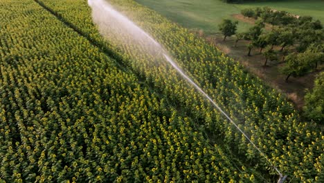 top shot view of active irrigation system in a large field of sunflowers in the dordogne region, france, aerial view