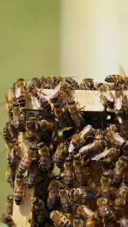 bee colony roaming on the honey frame. working bees covering the wax frame close up. blurred background. vertical video