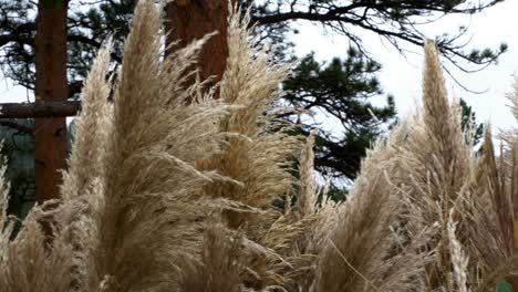 arbustos en otoño de colorado