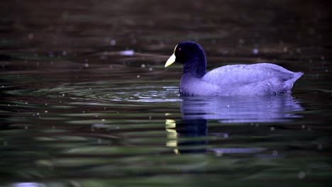 Nahaufnahme-Eines-Weißflügeligen-Blässhuhns,-Der-Sich-Mit-Algen-Auf-Einem-Teich-Ernährt