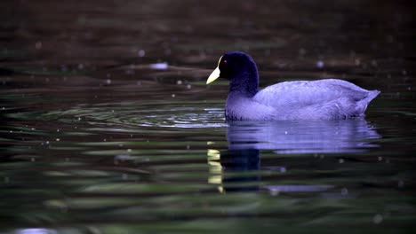 close up shot of a white-winged coot feeding with algae on a pond