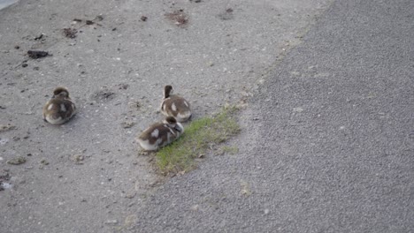 ducklings on a concrete path, with a tuft of grass between them