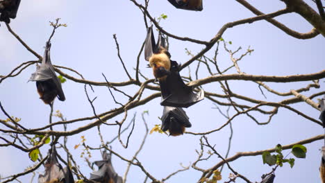 group of bats hanging from a dead tree in sri lanka