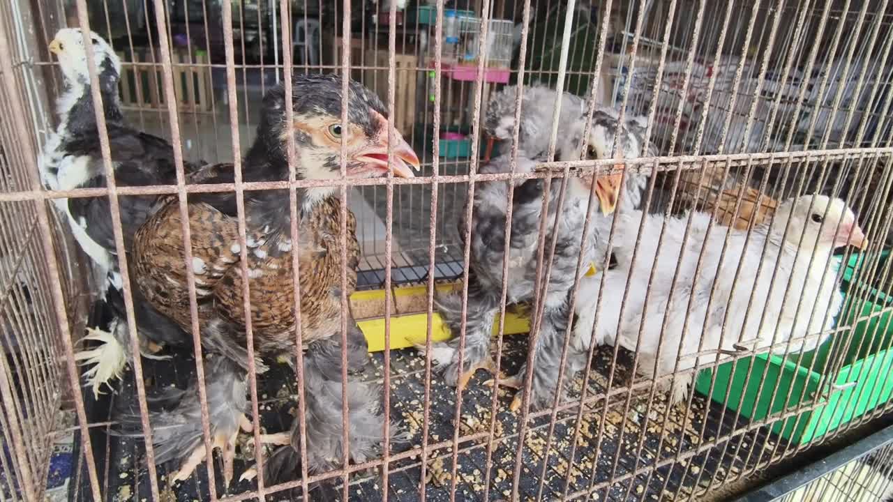 반려동물 가게 에서  을 고 있는