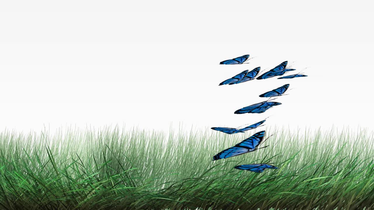 나비 애니메이션 2