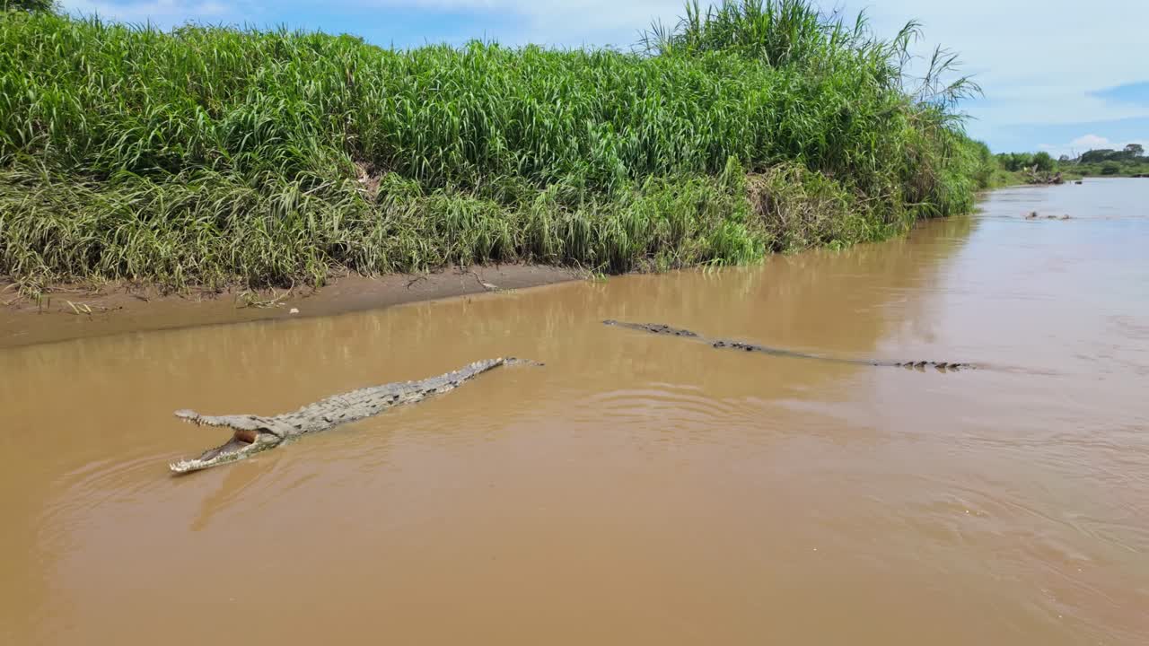 Idyllic scene as a butterfly flies around a basking American crocodile couple on the Tárcoles River in Costa Rica