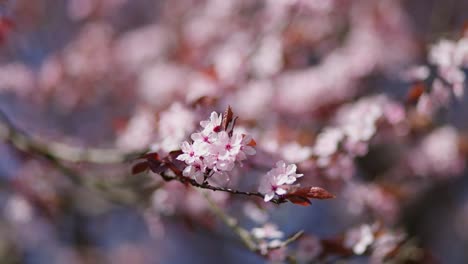 hermosas flores de cerezo rosadas
