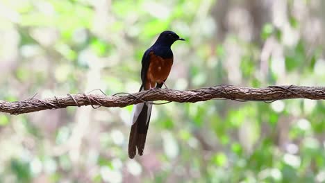 shama de rabadilla blanca encaramado en una vid con fondo bokeo del bosque, copsychus malabaricus, en cámara lenta