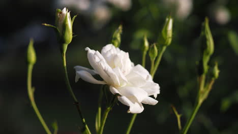 close-up of white rose in garden