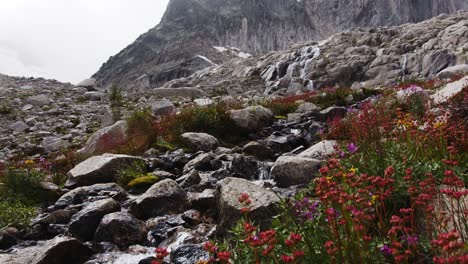 wildflowers next to a mountain stream under a