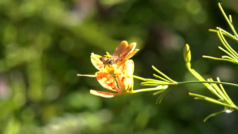 a slow motion shot of a honey bee flying around a flower
