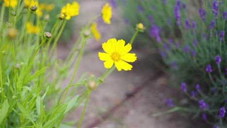 high angle zoom in of blooming yellow flower and purple lavender plant, prague