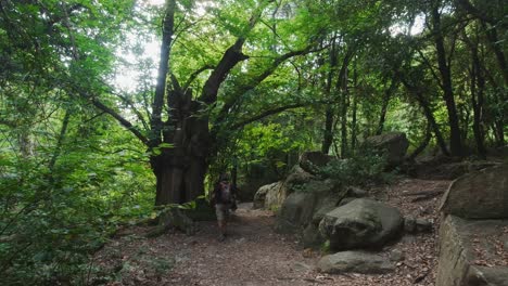 exploring the woodland trails along the paths of river riells, catalonia spain