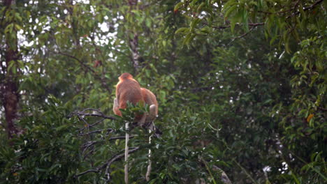 un par de monos proboscis se sientan en un árbol con sus colas colgando