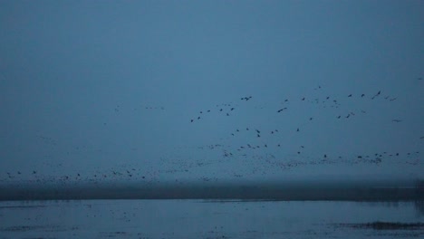 Enjambre-De-Grullas-Volando-Sobre-Un-Lago