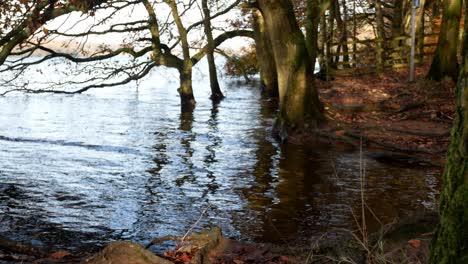 Submerged-seasonal-Autumn-forest-woodland-trees-fall-foliage-countryside-rural-scene-dolly-left