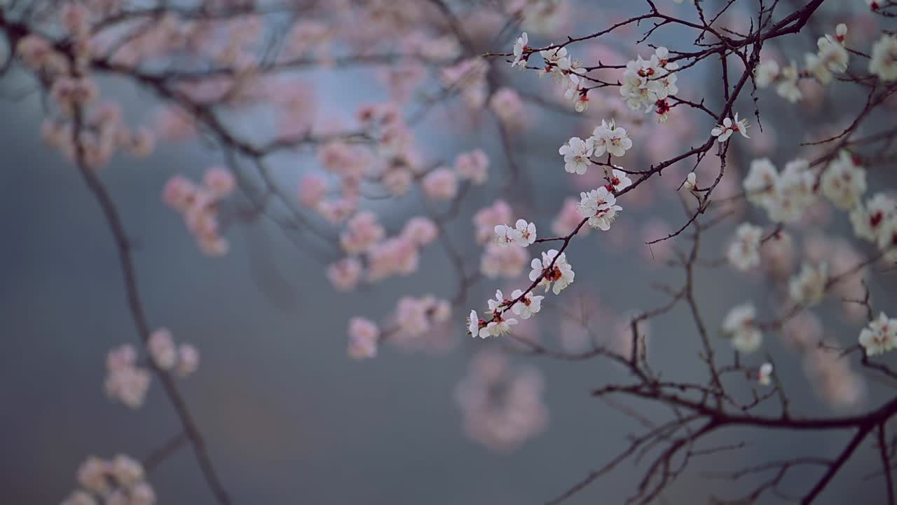 Primo piano di un ramo di fiori di ciliegio in primavera con messa a fuoco che cambia sullo sfondo di bellissimi fiori rosa