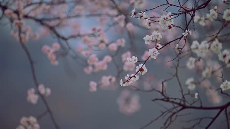 close up of cherry blossom branch in spring focus changing to beautiful pink flowers background