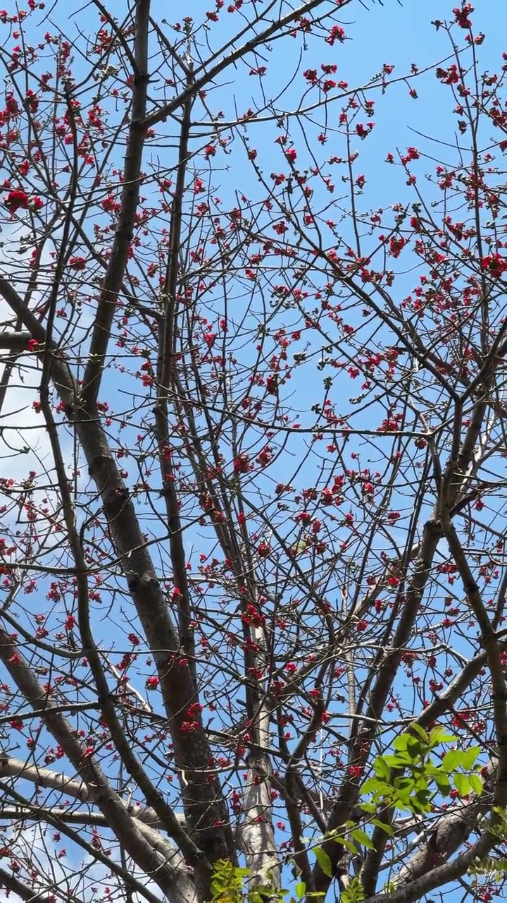 Fiori rossi su rami di alberi spogli contro un cielo blu