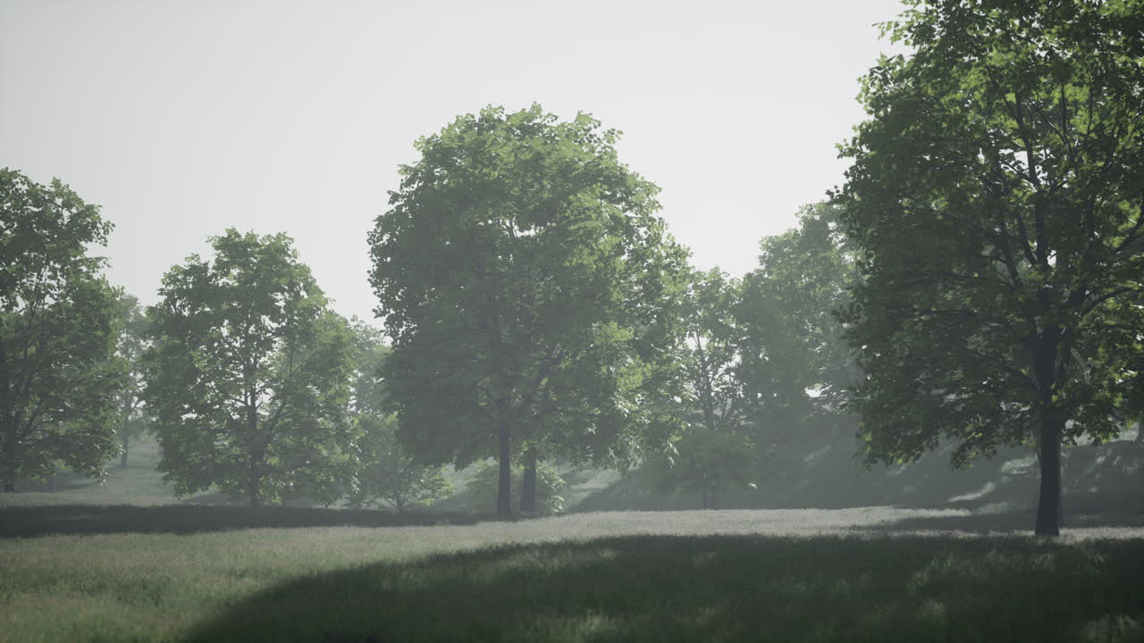 여름에 녹색 메이플 잎