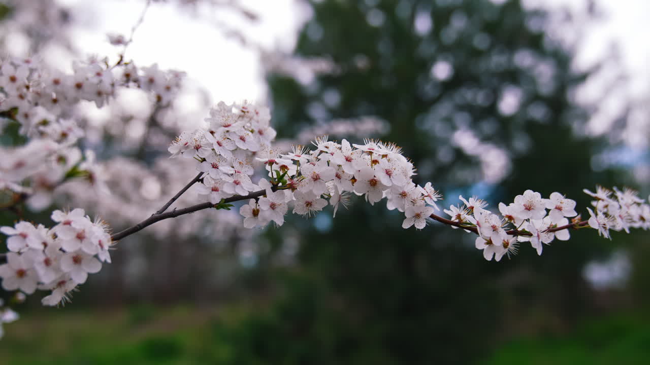 Cherry branch with flowers in spring bloom. Beautiful tree branch with cherry blossoms. Lovely white flowers on a tree. Blurred background.