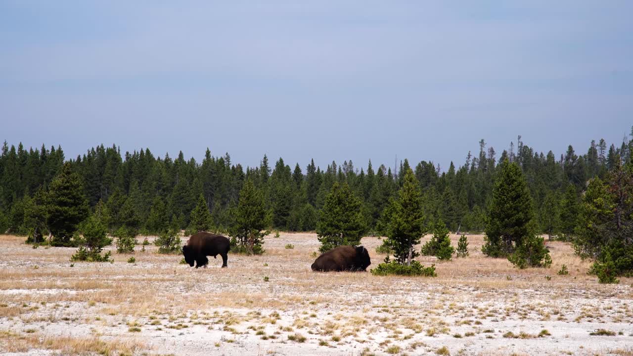 un par de bisontes vistos desde la distancia en el parque nacional de yellowstone