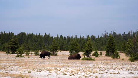 a pair of bison seen from a distance in yellowstone national park