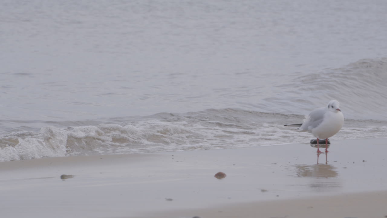 폴란드 redlowo에서 파도와 함께 해변의 해안선을 걷고 있는 갈매기