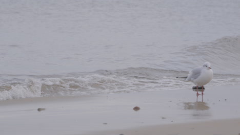 seagull walking on the shoreline of beach with sea waves in redlowo, poland