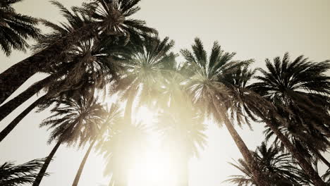 Unterseite-Des-Kokosnussbaums-Mit-Klarem-Himmel-Und-Strahlender-Sonne