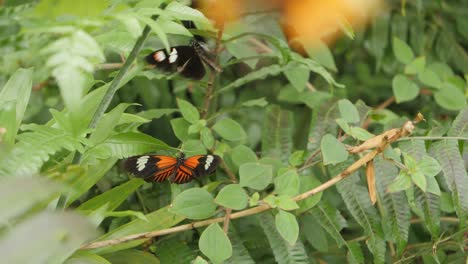 Viele-Verschiedene-Schmetterlinge-Fliegen-Herum,-Zeitlupe