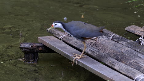 Weißbrust-Wasserhenne,-Die-Auf-Einer-Holzplattform-Steht-Und-Sich-Auf-Einen-Flug-Vorbereitet---Nahaufnahme