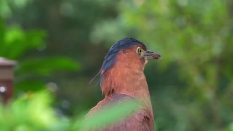 close up portrait shot of a malayan night heron, curiously wondering around the surroundings in the ecological forest park